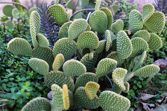 Optunia microdasys, or the bunny ears cactus.
