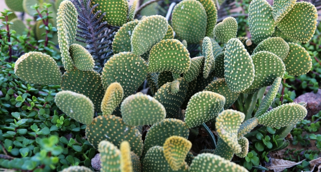 Optunia microdasys, or the bunny ears cactus.