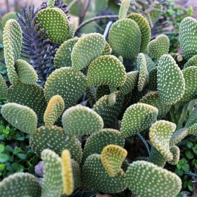 Optunia microdasys, or the bunny ears cactus.