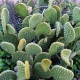 Optunia microdasys, or the bunny ears cactus.