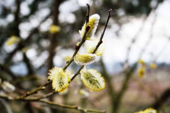 Salix caprea. Family Salicaceae.