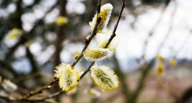 Salix caprea. Family Salicaceae.