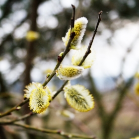 Salix caprea. Family Salicaceae.