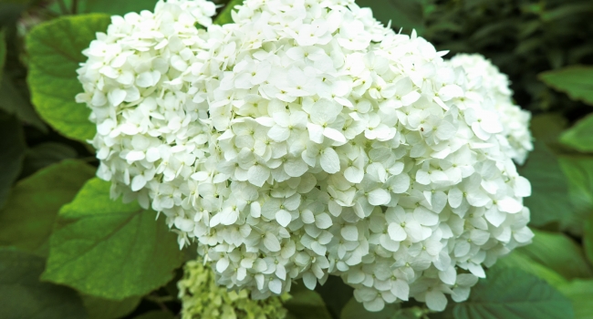 Hydrangea arborescens. Family Hydrangeaceae.