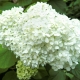 Hydrangea arborescens. Family Hydrangeaceae.