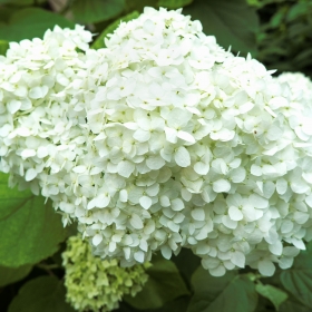 Hydrangea arborescens. Family Hydrangeaceae.