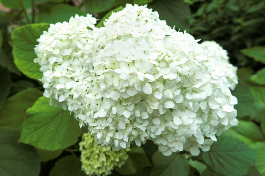 Hydrangea arborescens. Family Hydrangeaceae.