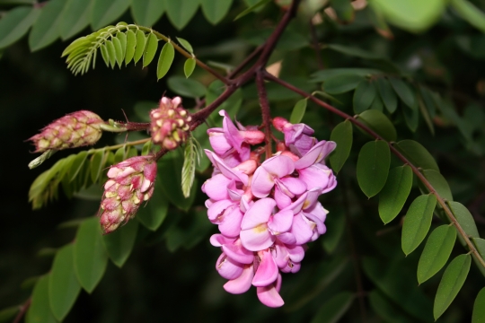 Robinia family Fabaceae. The pink flowers.
