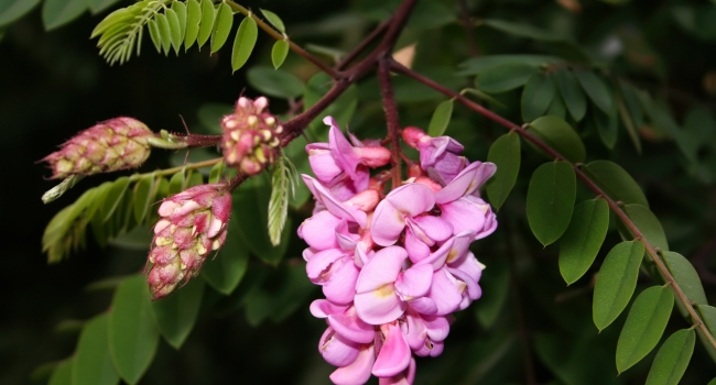 Robinia family Fabaceae. The pink flowers.