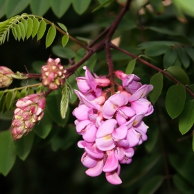 Robinia family Fabaceae. The pink flowers.