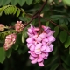 Robinia family Fabaceae. The pink flowers.