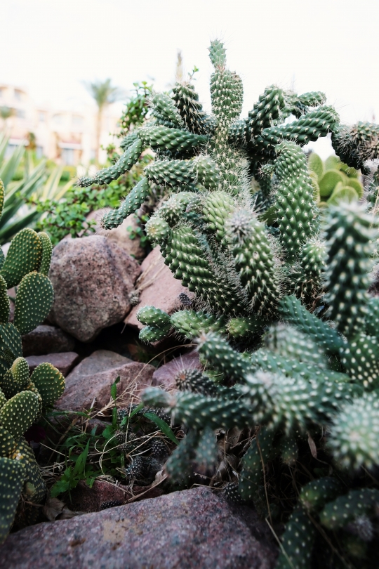 Optunia microdasys, or the bunny ears cactus growing in the rocks.
