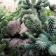 Optunia microdasys, or the bunny ears cactus growing in the rocks.