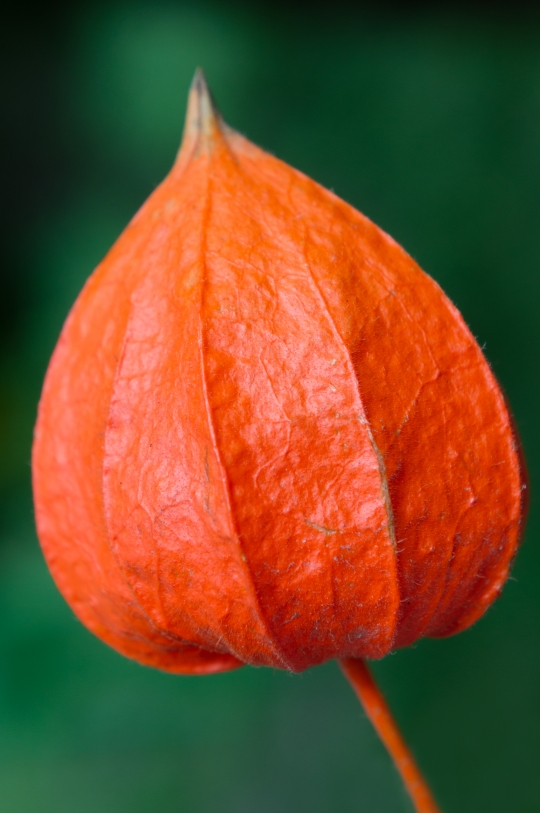 Physalis famaly Solanaceae. Tribe: Physaleae.