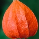 Physalis famaly Solanaceae. Tribe: Physaleae.