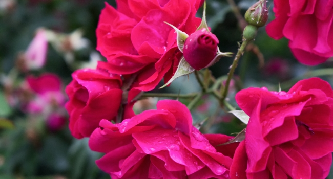 Red Garden Roses.
