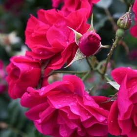 Red Garden Roses.