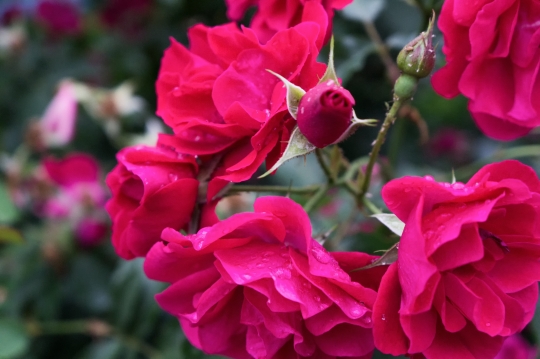 Red Garden Roses.