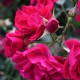 Red Garden Roses.