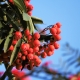 Sorbus. Trees. Family Rosaceae.