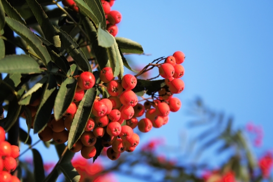 Sorbus. Trees. Family Rosaceae.