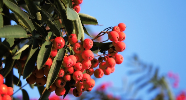 Sorbus. Trees. Family Rosaceae.