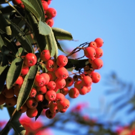 Sorbus. Trees. Family Rosaceae.