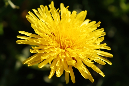Taraxacum officinale, the common dandelion, is a flowering herbaceous perennial plant of the family Asteraceae
