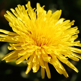 Taraxacum officinale, the common dandelion, is a flowering herbaceous perennial plant of the family Asteraceae