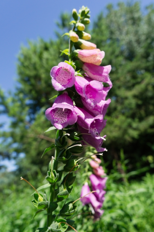 Natural Bell Flowers