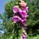 Natural Bell Flowers